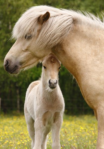 Lysir von Heidmoor und Ljoska von Heidmoor (6).jpg